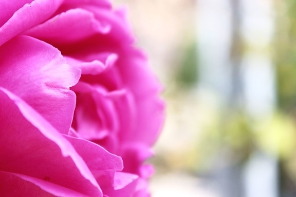 Природа пелюсток троянди, квітка, красивий, цвітіння, цвітіння