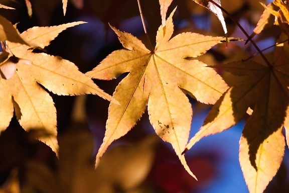 podzim, listí, slunce, strom