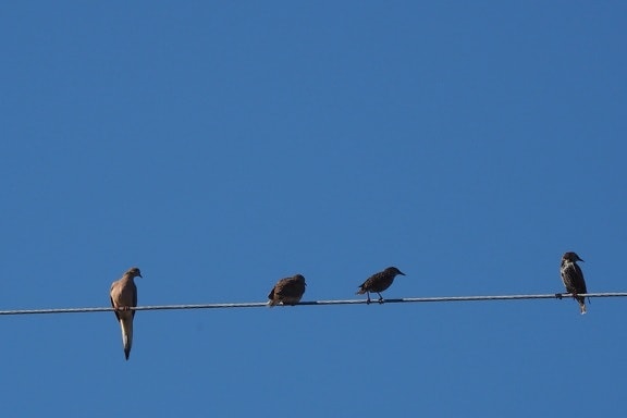 animals, birds, wire, blue sky