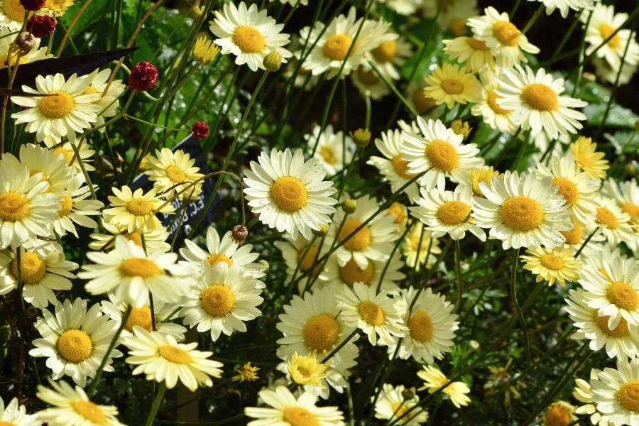 Daisy, natur, kronblad, blommor, gräs, trädgård, vegetation, blommande, växt
