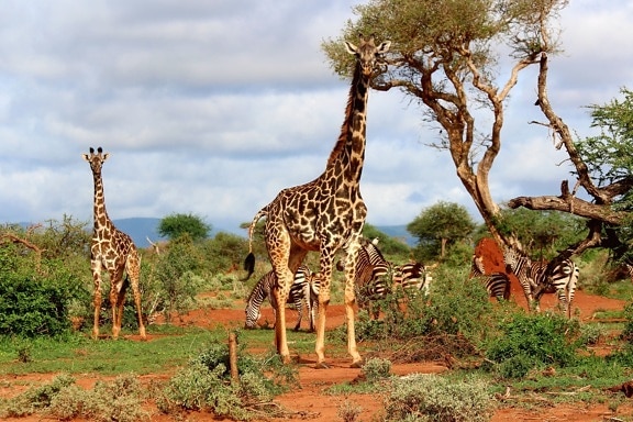 Africa, zebra, animals, giraffe, tree, sky