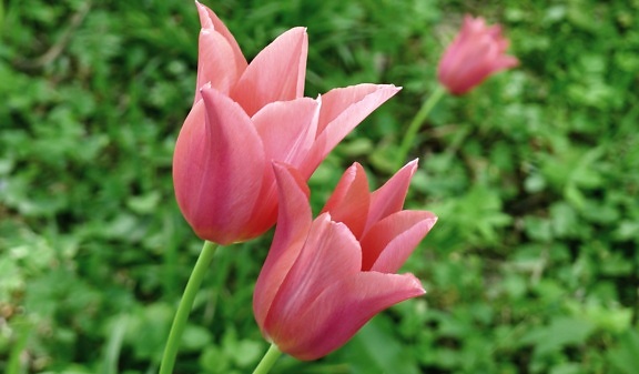 สีชมพู สีแดง ธรรมชาติ กลีบดอก ดอก สวน ทิวลิป