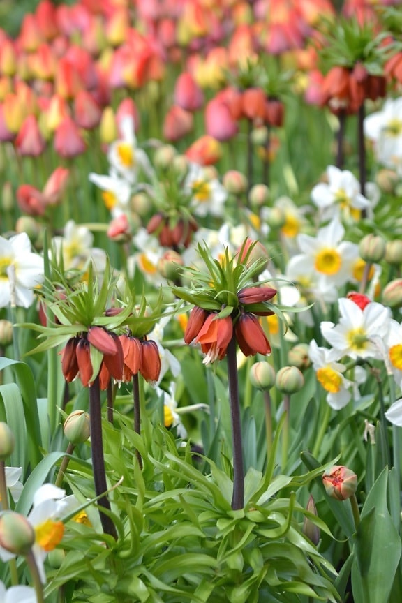 flower garden, spring, vegetation, flower, colorful, daffodils