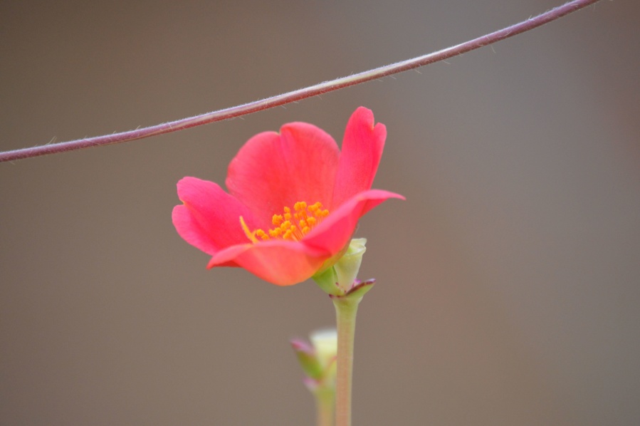 สีชมพู ดอกไม้ ดอก ธรรมชาติ ฤดูใบไม้ผลิ ดอกไม้ พืช