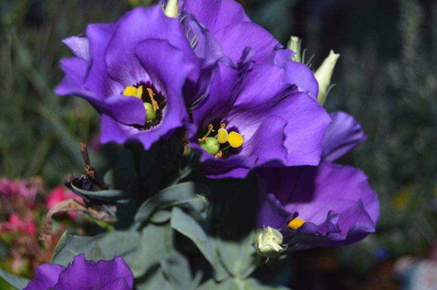 花、植物、紫、開花