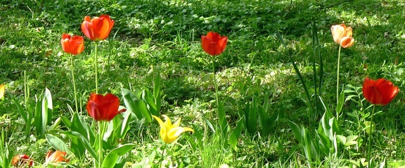 チューリップ、草、自然、花、咲く庭、春の時間