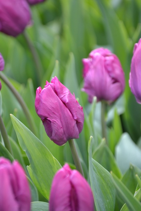 kertet, tulip, természet, lila, virágok tavasszal