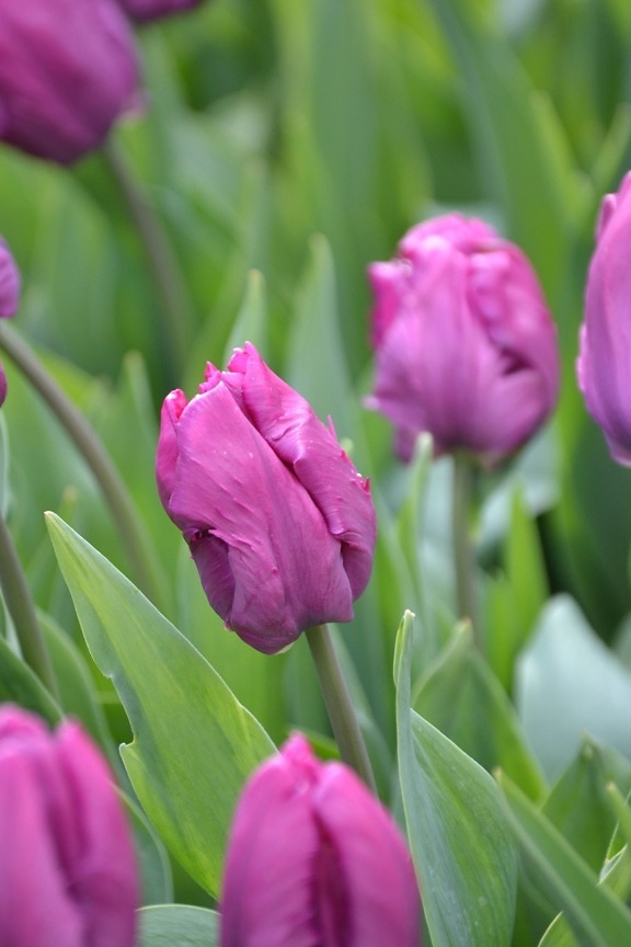 fialové kvety, Záhrada, tulipán, príroda, jar