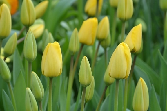 våren, blomsterhage, kronblad, vegetasjon, gul, tulip