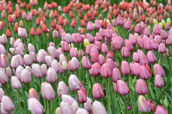 ดอกทิวลิป ฤดูใบไม้ผลิ ดอกไม้ สีสัน สวน พืช ฟิลด์