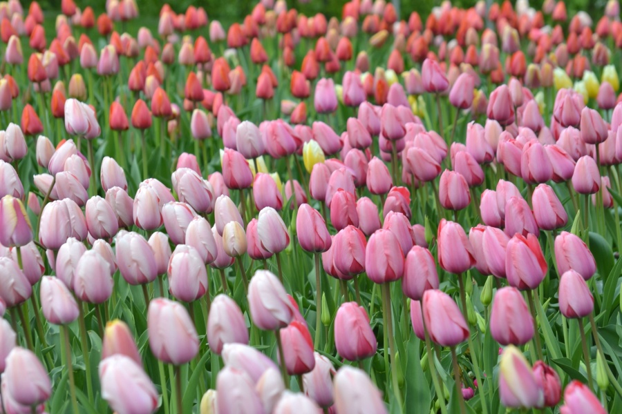 kwiaty, kolorowe, ogród, flora, wiosna, tulipany, pole