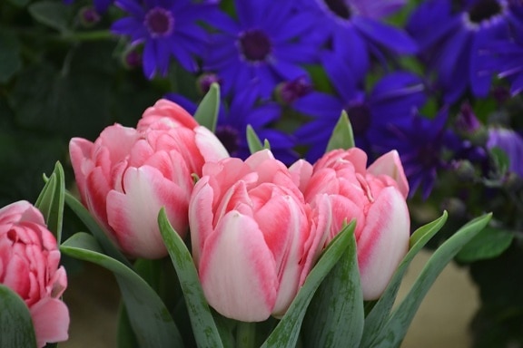 tulipány, vegetácia, okvetné lístky, piestik, jar, ružová, tulipán, kvety, príroda