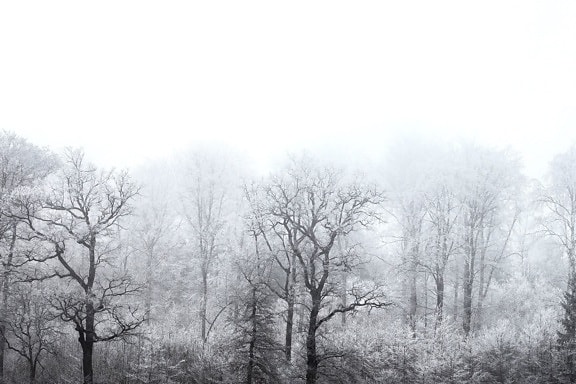 fog, nature, trees, winter, forest, frozen, snow
