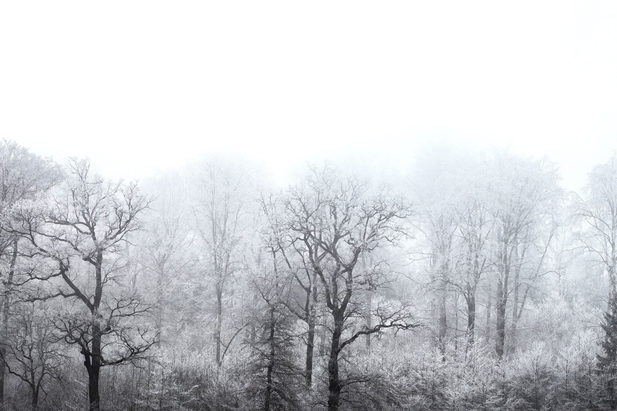 nebbia, natura, alberi, inverno, foresta, congelati, neve