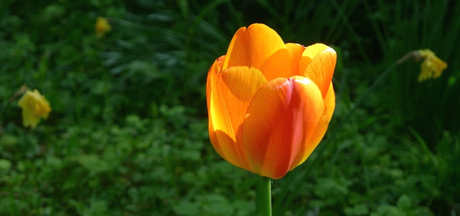 florecen de pétalos, naturaleza, flores, jardín, tulipán, primavera