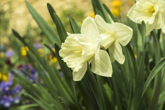 plant, flower petals, daffodil, leaves, narcissus, nature