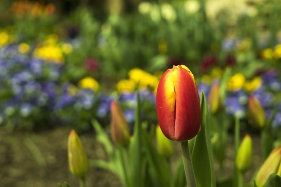 tulipany, liści, płatki kwiatów, wiosna, natura