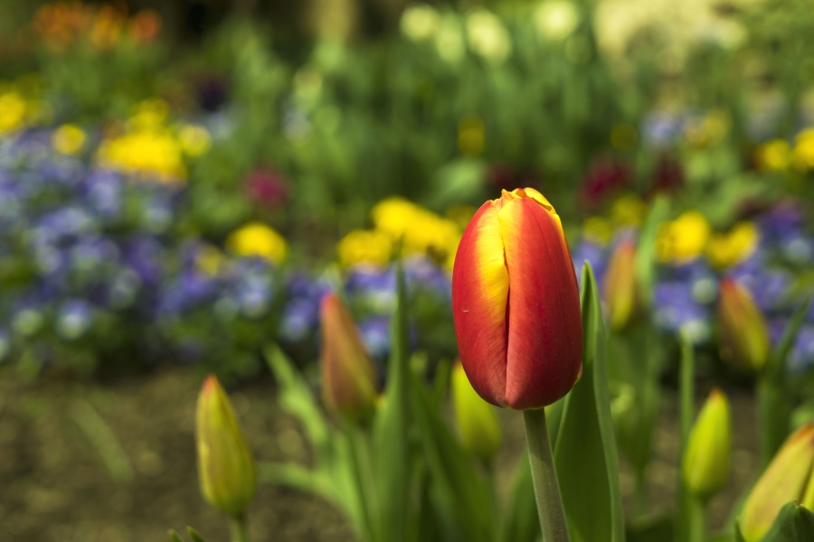 Тюльпани, листя, пелюстки квітки, весна, природа