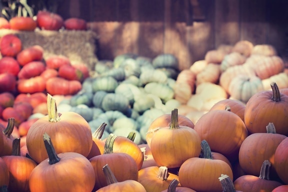 pumpkins, agriculture, farming, food, fresh vegetable