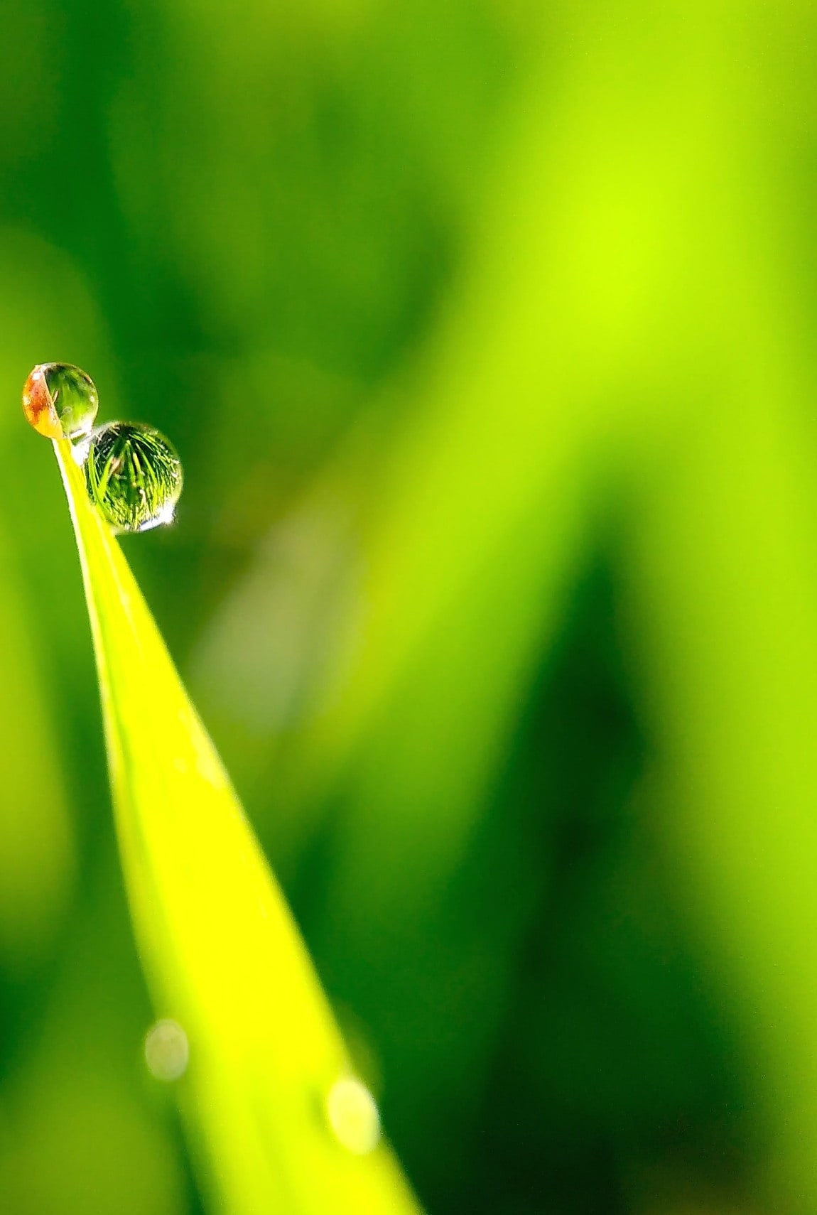 drop. nature. water. rain. leaf. dew. 