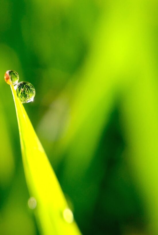 plant, water, dew, wet, green leaves, growth, leaf