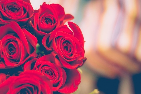 buket mawar merah, kelopak, indah, mekar, mekar, blossom, flora, bunga