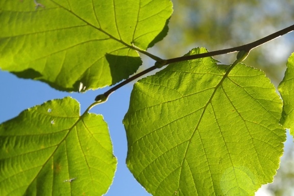 zelené listy, lískových oříšků, listí, větve