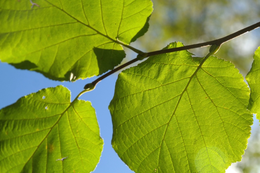 green leaves, hazelnut, leaves, branch