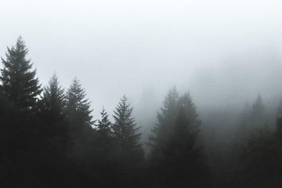 森、木、雲、霧、松の木