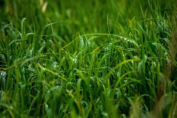 fű, zöld, növekedés, gyep, levél, természeti, természet