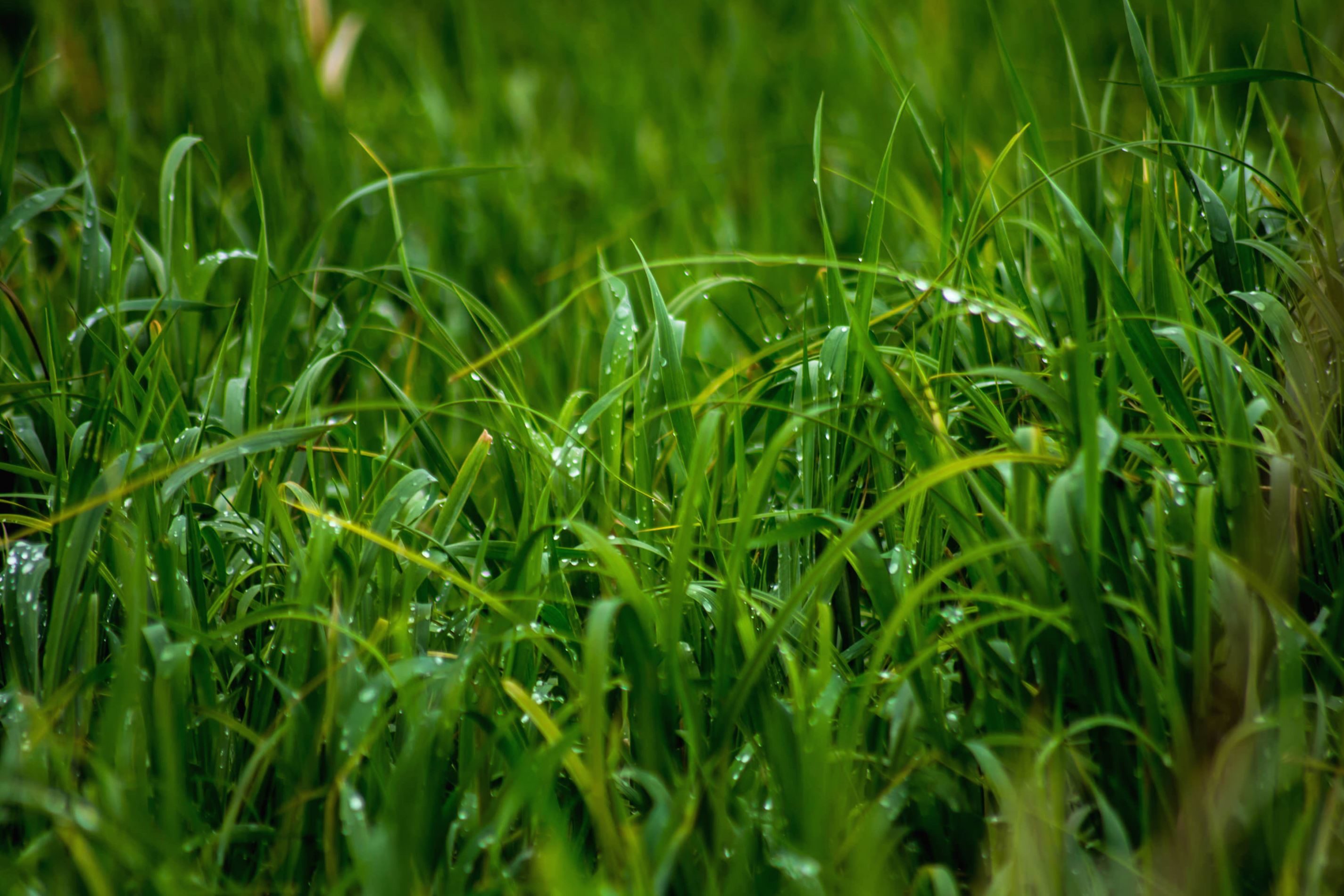 フリー写真画像 草 グリーン 成長 芝生 葉 自然 自然