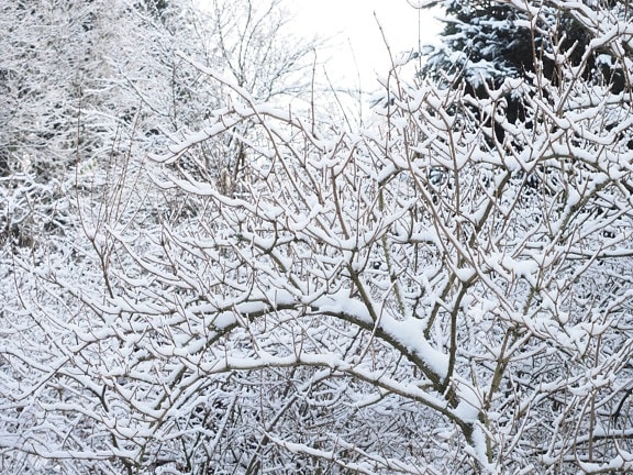 neige, arbre, météo, hiver, bois, branches, gel, froid