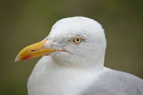 beak, bird, feathers, seagull, head, eyes