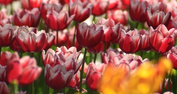 Záhrada, príroda, lístkov, jarnej sezóny, leto, tulipán