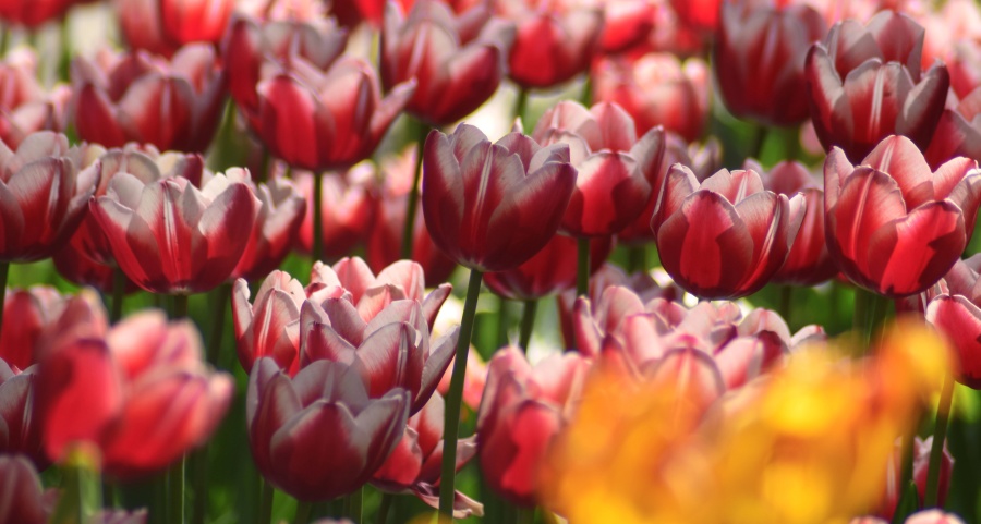 garden, nature, petals, spring season, summer, tulip