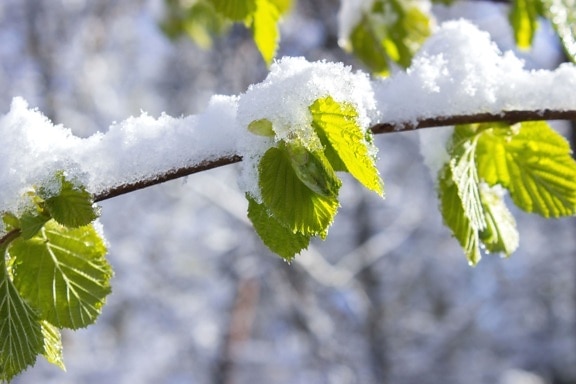 frost, leaves, nature, snow, branch