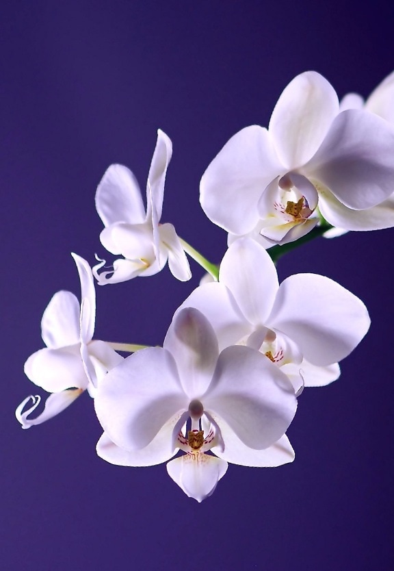 virág, orchidea, növény, fehér, virágos