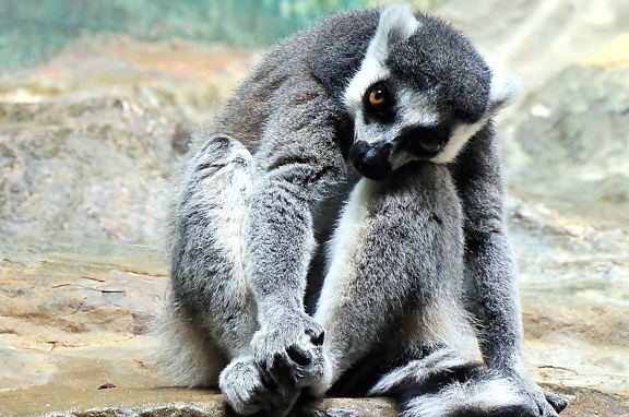 lemur, prírody, fotografovanie, zviera, kožušiny