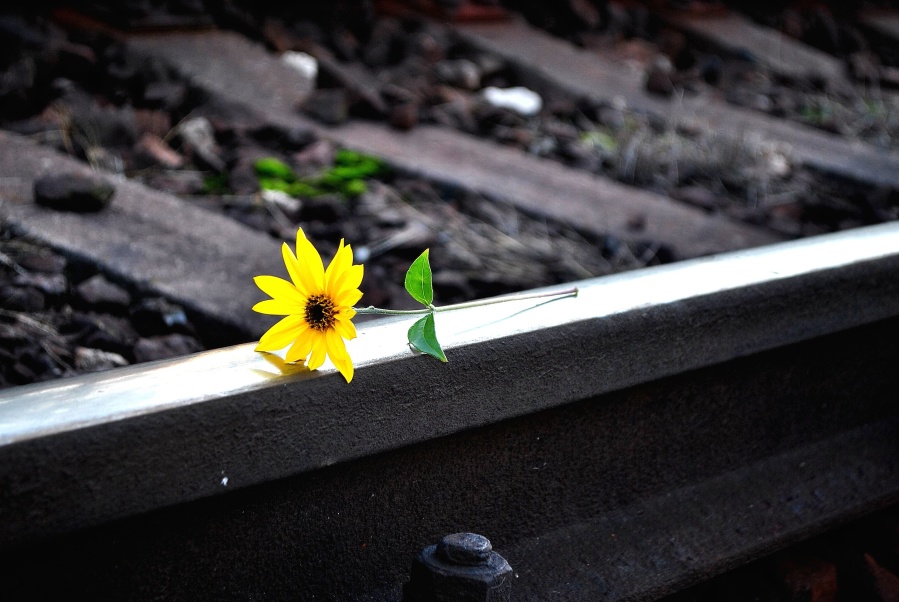 still life, railroad, yellow, flower, blooming, blossom, color, flora