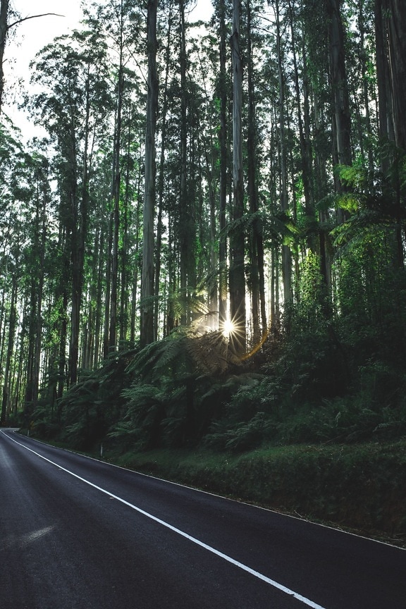 estrada, viagens, árvores, floresta, natureza, estrada
