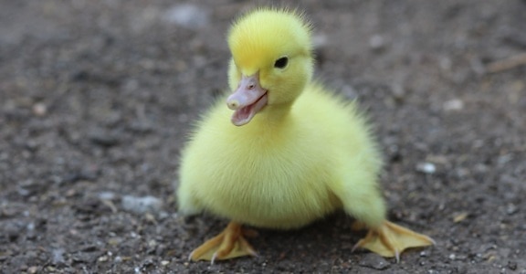 duck, little, poultry, animal, bird, beak