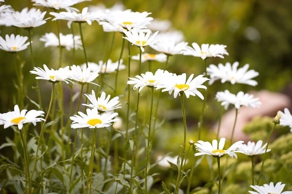 daisies, flowers, grass, nature, plant, bloom, blossom, flora