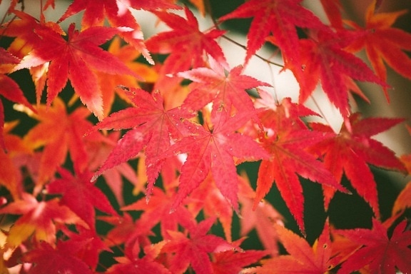 red, leaves, summer, tree, garden, branch