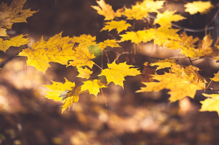 Maple φύλλα, φθινόπωρο, δέντρο, υποκατάστημα, φυτό