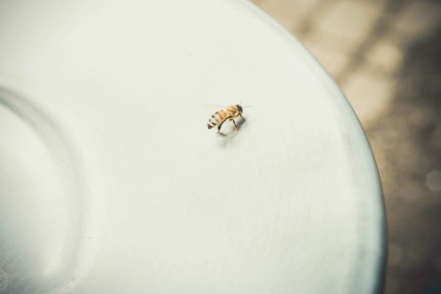 insect, plate, animal, bee