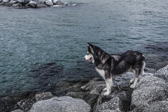 water, beach, dog, husky, rock, sea