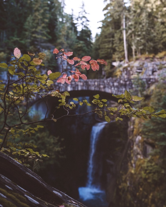 tree, waterfall, wood, bridge, leaf, moss, nature