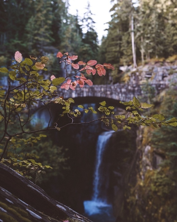 tree, waterfall, wood, bridge, leaf, moss, nature