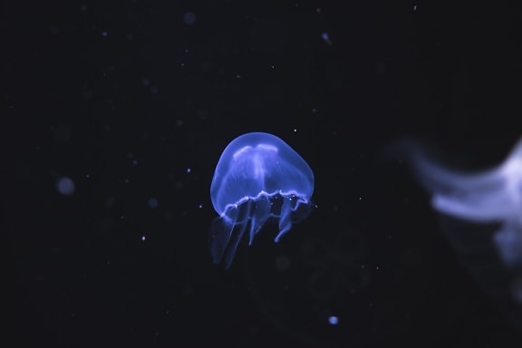 Medusa, nuotando, Acquario, oceano