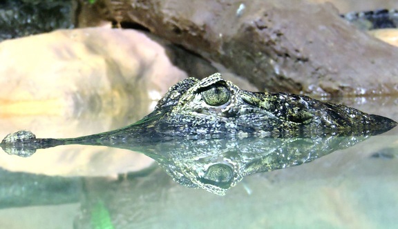 eye, predator, reflection, reptile, water, alligator, animal